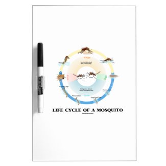Life Cycle Of A Mosquito (Egg Larva Pupa Imago) Dry-Erase Whiteboard
