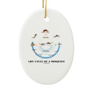 Life Cycle Of A Mosquito (Egg Larva Pupa Imago) Ornament