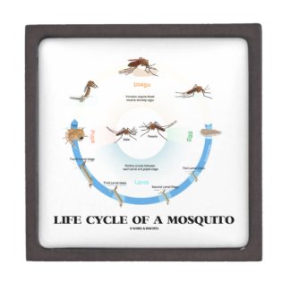 Life Cycle Of A Mosquito (Egg Larva Pupa Imago) Premium Jewelry Box