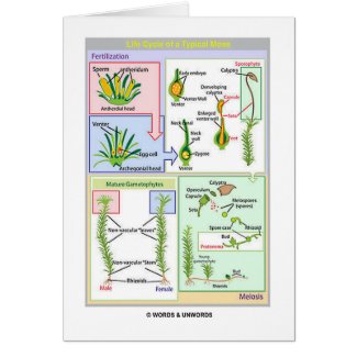 Life Cycle Of A Typical Moss (Bryophyte) card