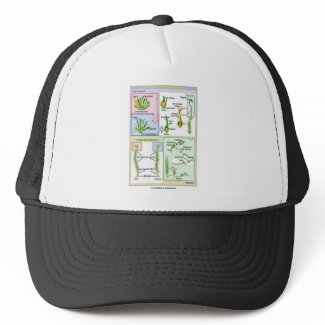 Life Cycle Of A Typical Moss (Bryophyte) hat