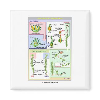 Life Cycle Of A Typical Moss (Bryophyte) magnet