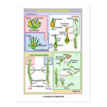 Life Cycle Of A Typical Moss (Bryophyte) Postcards