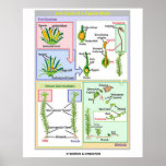 Life Cycle Of A Typical Moss (Bryophyte) Posters