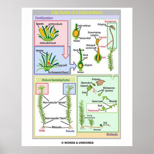 Life Cycle Of A Typical Moss (Bryophyte) Posters