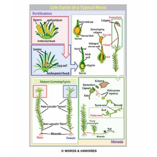 Life Cycle Of A Typical Moss (Bryophyte) shirt