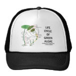 Life Cycle Of Green Algae Hats