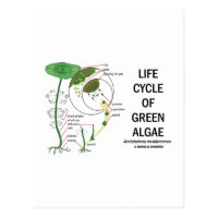 Life Cycle Of Green Algae Postcard