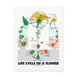 Life Cyle Of A Flower (Angiosperm) Post Cards