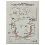 Life History Of The Malaria Parasite Plasmodiume V Flyer Design