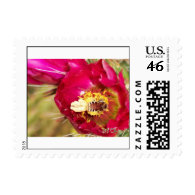 Life in a Cholla Flower First Class Postage Stamp