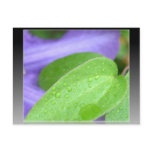 Life is Inspiration Leaf Post Card
