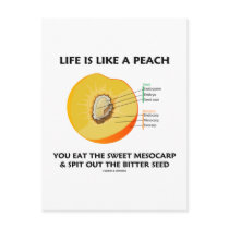 Life Is Like A Peach Eat Sweet Mesocarp Spit Out Post Cards