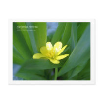 Life Is Precious postcards