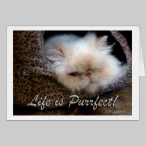 Life is Purrfect cards