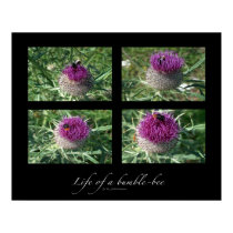 Life of a bumble-bee posters