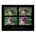Life of a bumble-bee posters