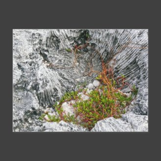 Life On A Fossilized Reef