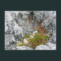 Life On A Fossilized Reef postcards