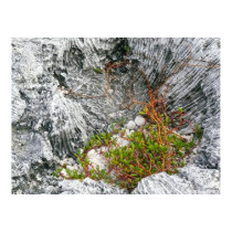 Life On A Fossilized Reef posters by iggymak Life On A Fossilized Reef posters
