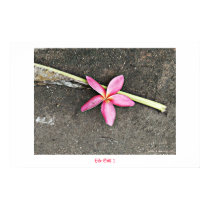 Life Still 1 posters by angue Life Still 1 posters