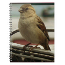 Lifted Love: Cart Bird Spiral Notebooks