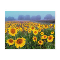 Lifting Fog , post card postcards by ginaayerssignore Lifting Fog , post card postcards