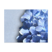 LIght and dark blue hydrangeas postcards by perfectpostage LIght and dark blue hydrangeas postcards