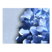 LIght and dark blue hydrangeas Postcard