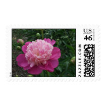 Light and Dark Pink Peony Postage Stamps stamps