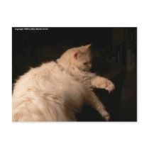 Light and Shadow Cat postcards