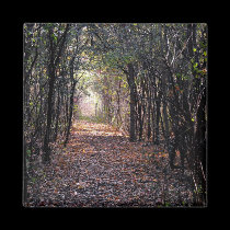 Light at the end of the Path magnets