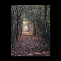 Light at the end of the Path postcards