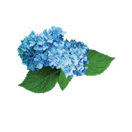 Light Blue Hydrangea card