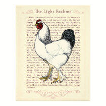 Light Brahma Rooster Vintage Country Classic letterhead