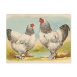 Light Brahmas postcards