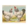 Light Brahmas Post Cards