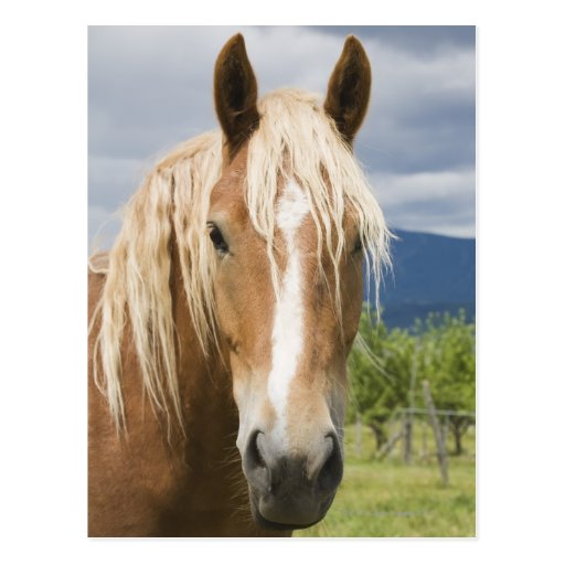 light-brown-horse-postcard-zazzle