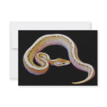 Light Colored Ball Python Personalized Invite