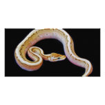 Light Colored Ball Python Picture Card