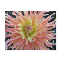 Light Dahlia Postcard
