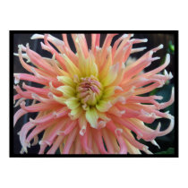 Light Dahlia Print / Poster