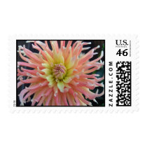 Light Dahlia Stamps