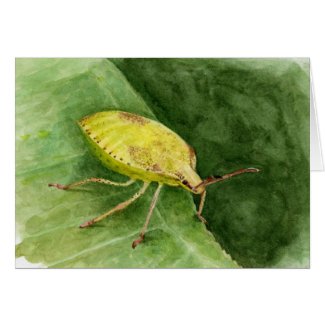 Light Green Stink Bug card