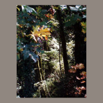 Light in My Forest # 7 posters by dlmtleArt Light in My Forest # 7 posters