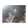 Light in the Forest Post Card