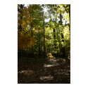 Light In the Forest posters