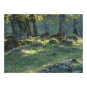 Light in the Woods posters