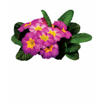 Light Magenta Primroses Ladies t-shirts by SusanSavad Light Magenta Primroses Ladies t-shirts