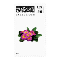 Light Magenta Primroses postage